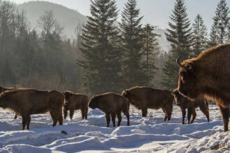 Українське сафарі: 13 найкращих локацій, де можна побачити диких тварин