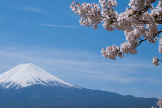 Японія скасовує фестиваль сакури біля гори Фудзі через овертуризм