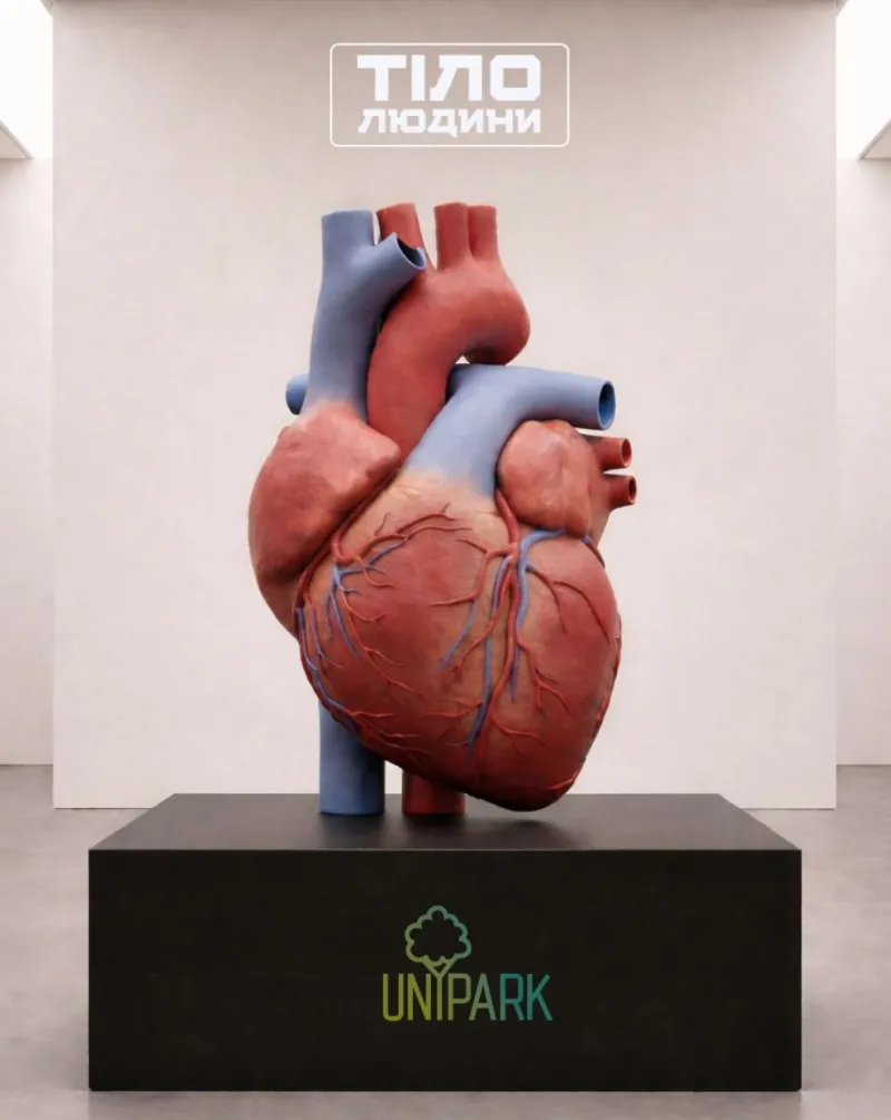 Гігантська триметрова модель пульсуючого людського серця в імерсивному просторі Unipark