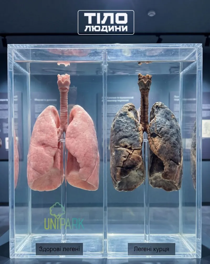 Імерсивний простір про тіло людини в Києві 2026: дата відкриття.