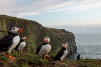 Британський острів шукає волонтерів для підрахунку тупиків