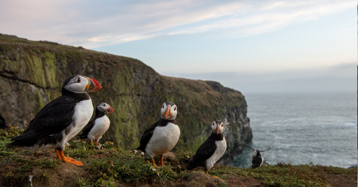 Атлантичний тупик із рибою у дзьобі на скелях острова Скомер