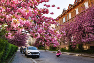 Укрзалізниця запустить тематичний флагманський поїзд «Sakura train» до Ужгорода