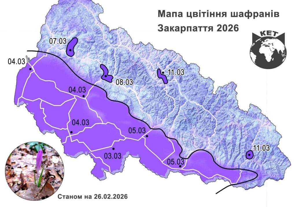 Мапа цвітіння шафранів на Закарпатті в 2026 році