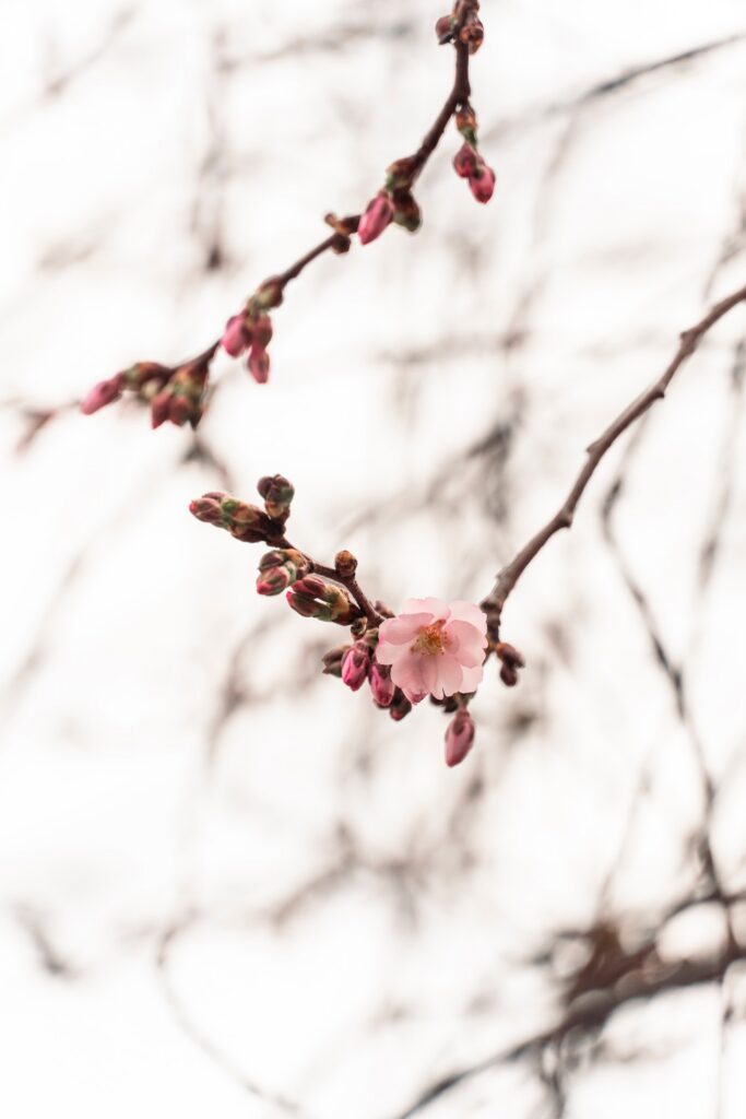 початок цвітіння шаленої сакури в мукачево