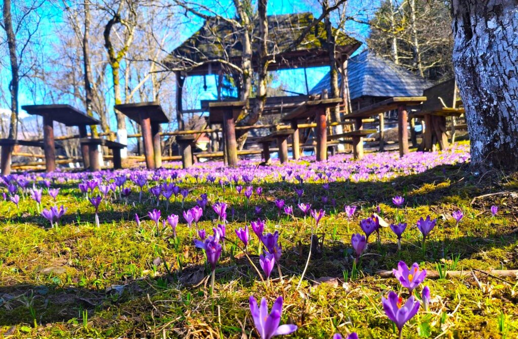 Фіолетові крокуси серед дерев'яних хат музею Старе село в Колочаві
