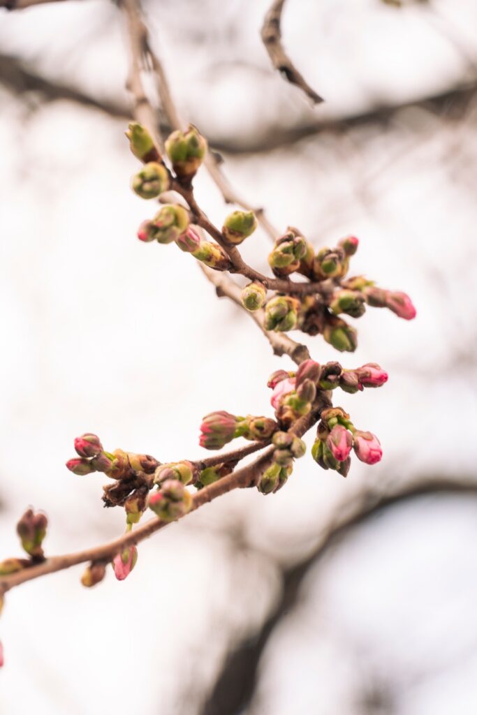 початок цвітіння шаленої сакури в мукачево