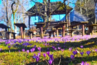 У Колочаві зацвіли крокуси: пік квітування очікують наприкінці березня