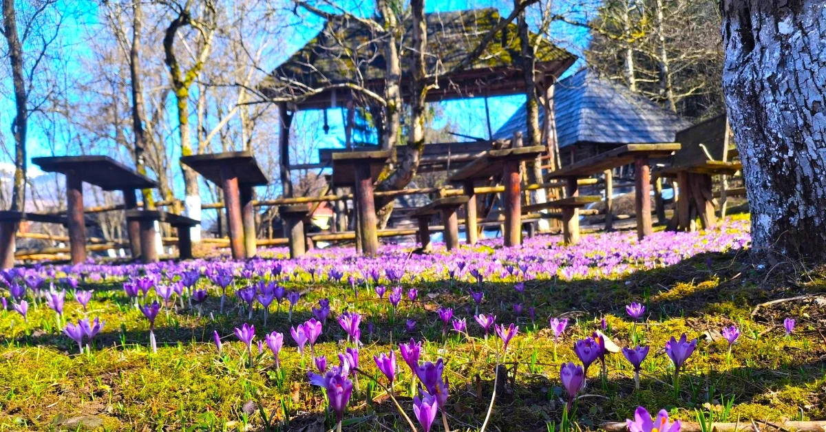Фіолетові крокуси серед дерев'яних хат музею Старе село в Колочаві