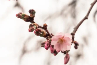 В Мукачеві почала цвісти “шалена” сакура