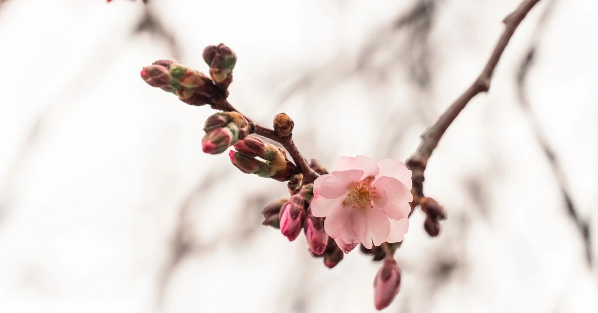 Перші квіти «шаленої» сакури на фоні архітектури Мукачева