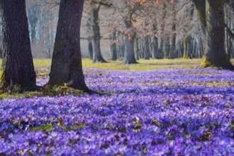 Коли та де побачити як квітнуть крокуси на Закарпатті