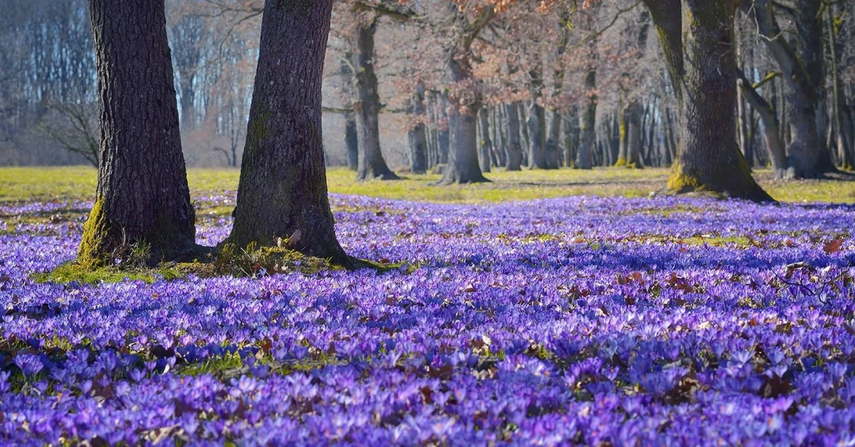 Макрофотографія шафрану Гейфеля в сонячних променях