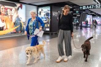 ITA Airways дозволить великим собакам подорожувати в салоні літака