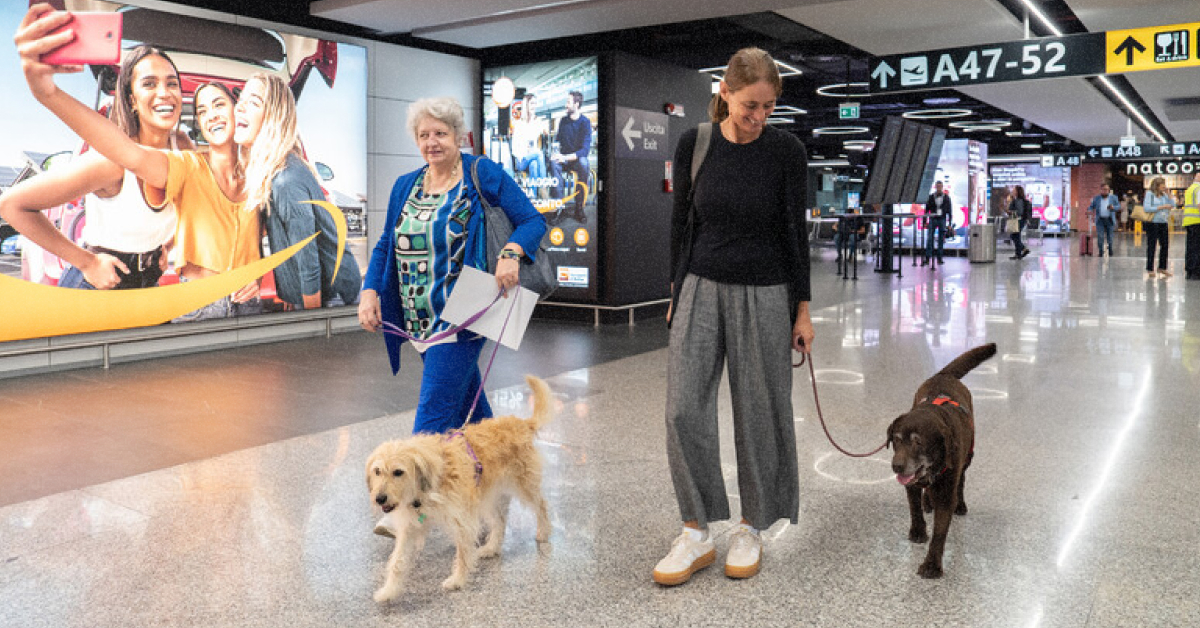 Революція в небі: великі собаки літатимуть у салоні ITA Airways вже з цього літа