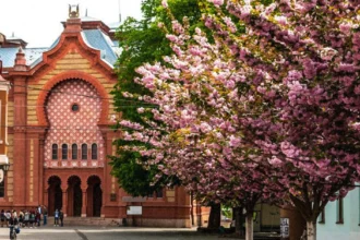 Квітучі гілки рожевої сакури на фоні архітектури старого Ужгорода