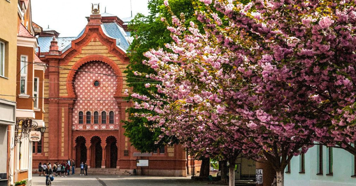 Квітучі гілки рожевої сакури на фоні архітектури старого Ужгорода